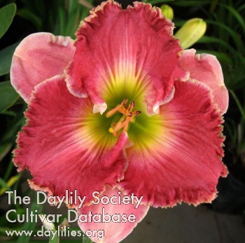 Daylily Sculpted Seashells